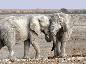 Utilizan la Inteligencia Artificial para la prevención de caza de elefantes en África