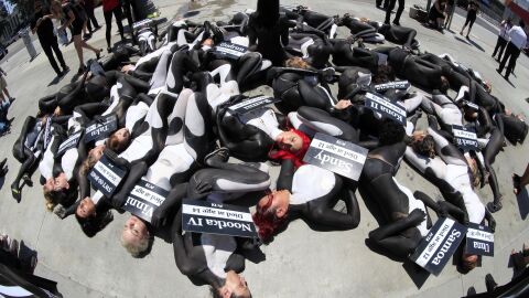 Los ambientalistas demandan al Gobierno de Estados Unidos por desproteger un hábitat de orcas Los ambientalistas demandan al Gobierno de Estados Unidos por desproteger un hábitat de orcas