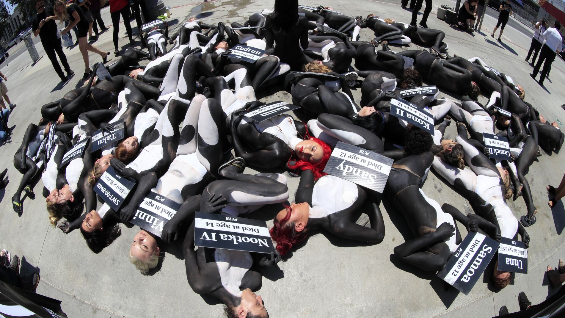 Los ambientalistas demandan al Gobierno de Estados Unidos por desproteger un hábitat de orcas
