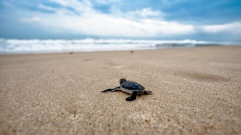 Mueren 300 tortugas atrapadas en redes de pesca en M&eacute;xico