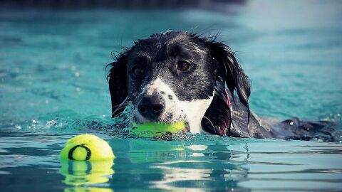 '&iexcl;Al Agua Patas!', una iniciativa canina en Madrid para fomentar la adopci&oacute;n