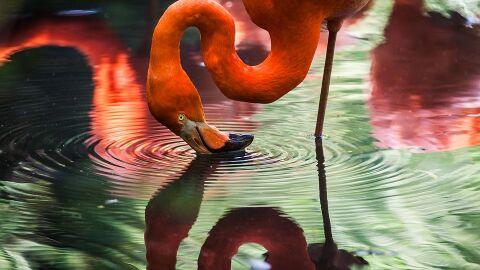 Flamentos de Francia, Turquía, Argelia e Italia invernan en Ciudad Real este año Flamentos de Francia, Turquía, Argelia e Italia invernan en Ciudad Real este año