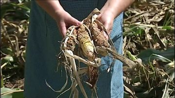 Agricultores gallegos denuncian la superpoblación de jabalíes que destroza sus cosechas