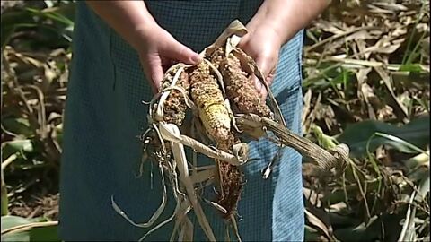 Agricultores gallegos denuncian la superpoblación de jabalíes que destroza sus cosechas