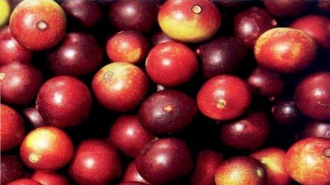 Camu Camu