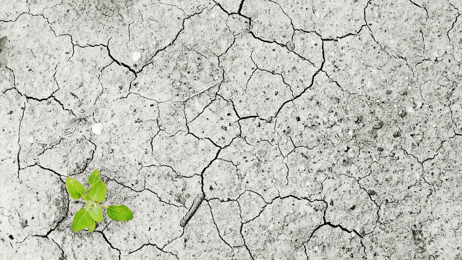 El cambio climático podría modificar el ecosistema de manera significativa