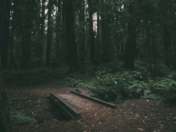 Una plaga amenaza los espacios forestales protegidos de la Península