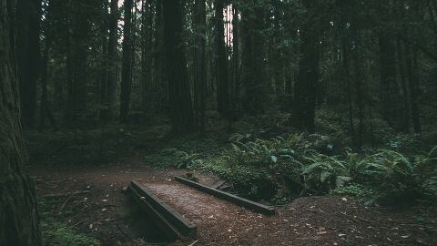 Una plaga amenaza los espacios forestales protegidos de la Pen&iacute;nsula