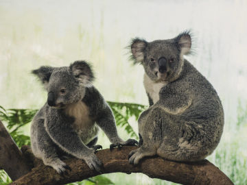 Koalas