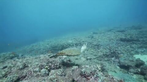 Aumenta el riesgo de muerte de las tortugas marinas bebés por ingerir plásticos en el mar