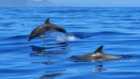 Una variante del virus más letal en delfines llega al Mediterráneo Una variante del virus más letal en delfines llega al Mediterráneo