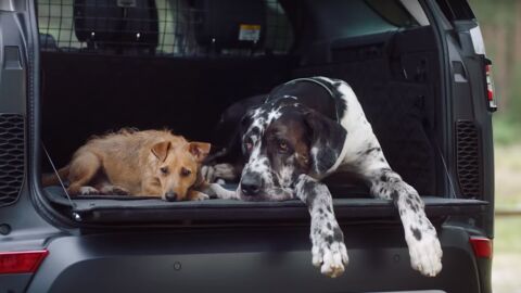 Land Rover paquete para mascotas Land Rover paquete para mascotas