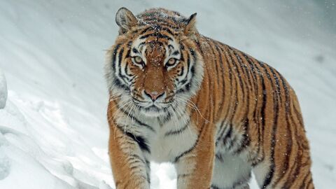Tigre Siberiano Tigre Siberiano