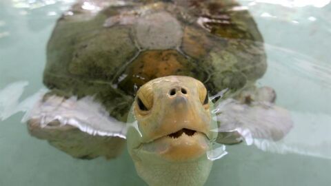 Esperanza, la tortuga mutilada embajadora de un programa de conservación de estos animales en peligro de extinción Esperanza, la tortuga mutilada embajadora de un programa de conservación de estos animales en peligro de extinción