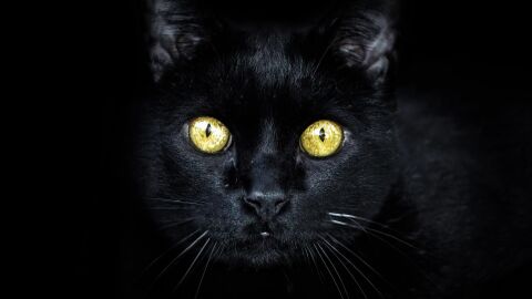 Gato negro Gato negro