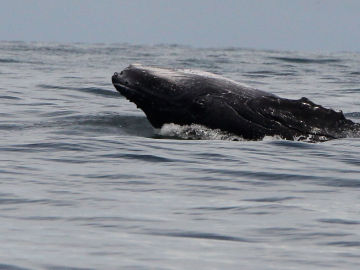 Unas 145 ballenas piloto murieron en Nueva Zelanda tras quedarse varadas el fin de semana en la isla Steward (Rakiura)