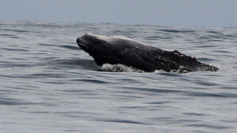 Unas 145 ballenas piloto murieron en Nueva Zelanda tras quedarse varadas el fin de semana en la isla Steward (Rakiura) Unas 145 ballenas piloto murieron en Nueva Zelanda tras quedarse varadas el fin de semana en la isla Steward (Rakiura)