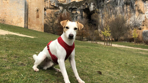 Pipper en Navarra Pipper en Navarra