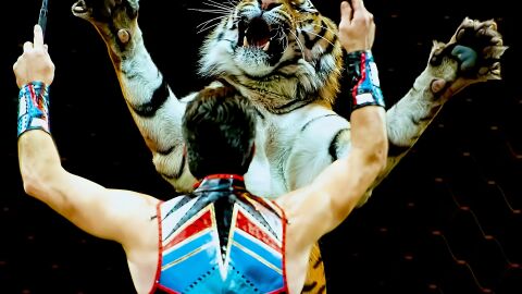 Domador con un tigre en el circo Domador con un tigre en el circo