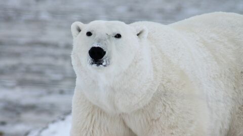 Invasi&oacute;n de osos polares en un archipi&eacute;lago ruso