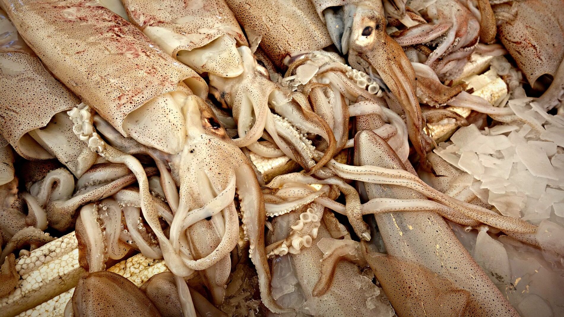 Calamares