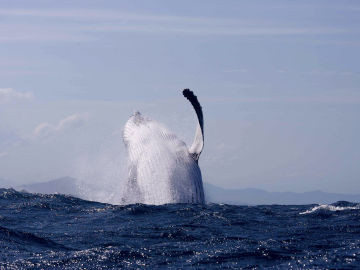 Ballena en el océano