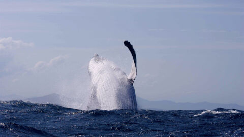 Ballena en el oc&eacute;ano
