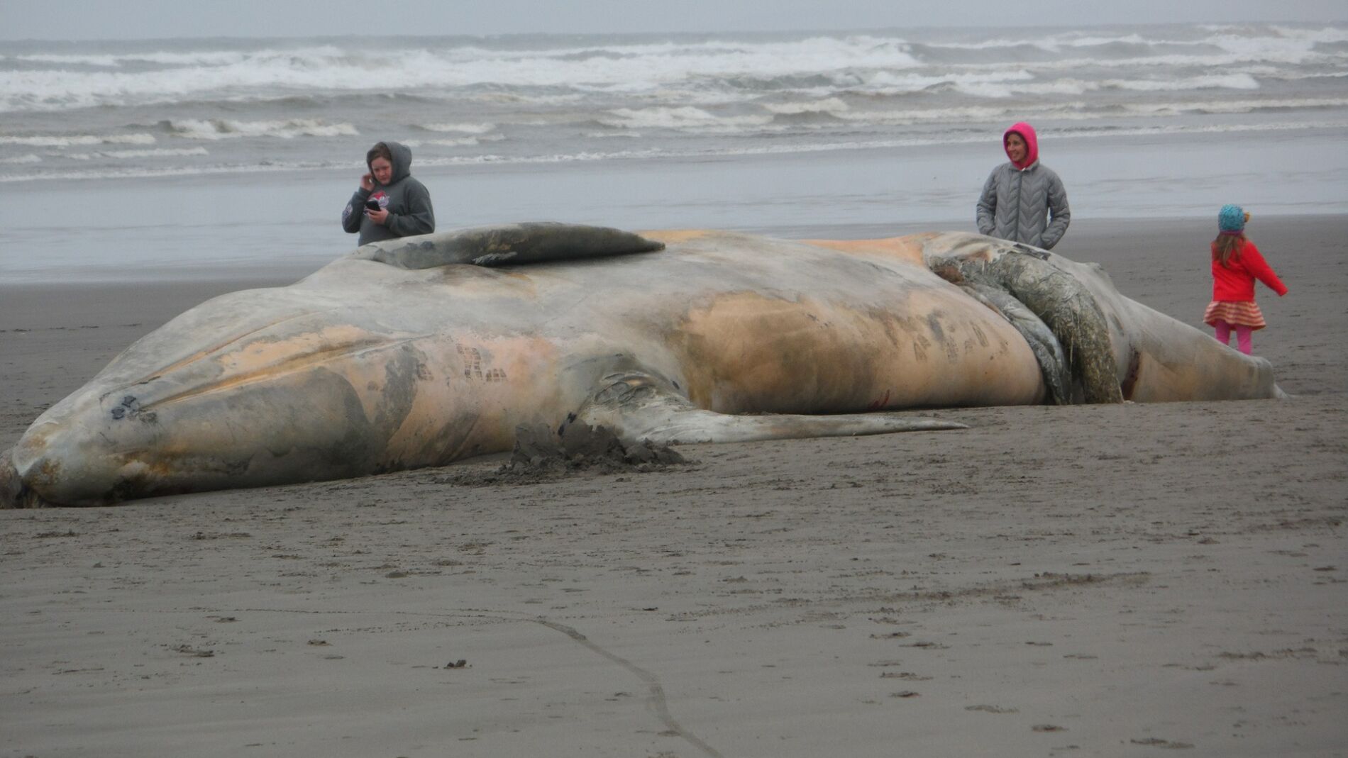 Ballena varada