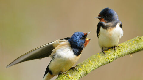 Pareja de golondrina común Pareja de golondrina común