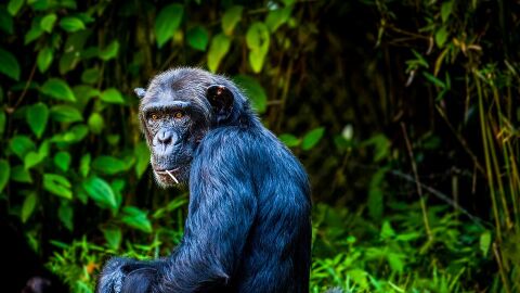 Chimpancé Chimpancé