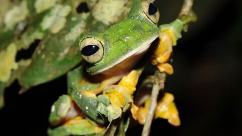 Mil especies más de anfibios podrían estar en peligro de extinción Mil especies mas de anfibios podrian estar en peligro de extincion