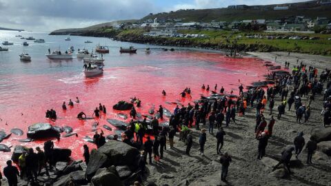 Una sanguinaria fiesta popular acaba con la vida de 250 cet&aacute;ceos y ti&ntilde;e de rojo la costa de las Islas Feroe