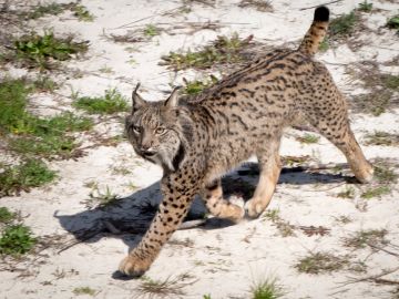 Muere atropellado uno de los linces más longevos de la población de Doñana