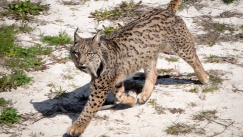 Muere atropellado uno de los linces más longevos de la población de Doñana Muere atropellado uno de los linces más longevos de la población de Doñana