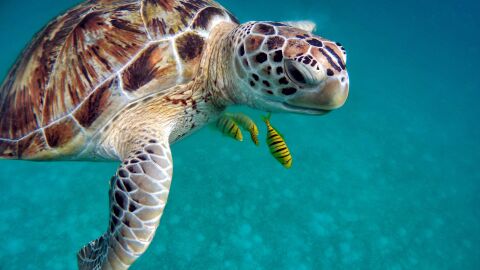 Una tortuga marina