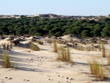 Los ratones morunos indican la contaminacion ambiental de Donana