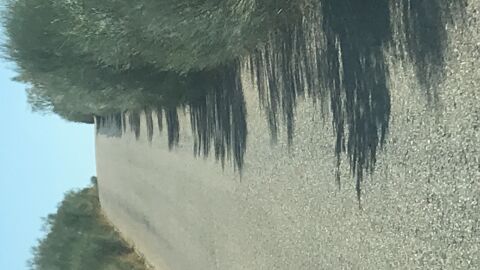 Estado del firme y vegetación que entra en la calzada e impide ver la señalización en la CO-9011 en Córdoba. Carretera con mucho tráfico de maquinaria agrícola y camiones ya que une Hinojosa del Duque en Córdoba con Monterrubio de la Serena en Badajoz.