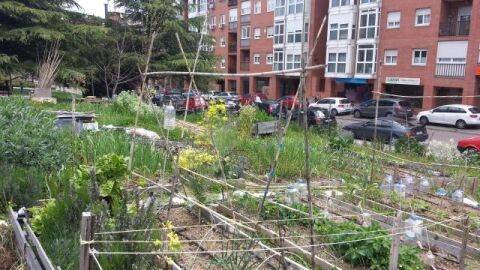 Huerto urbano Villa Rosa de la Rehdmad que se ofreció a colaborar en el estudio. Fuente: Miguel Izquierdo. Huerto urbano Villa Rosa de la Rehdmad que se ofreció a colaborar en el estudio. Fuente: Miguel Izquierdo.