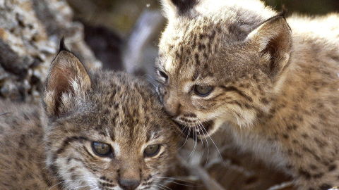 Dos cachorros de lince ibérico nacidos en cautividad Dos cachorros de lince ibérico nacidos en cautividad