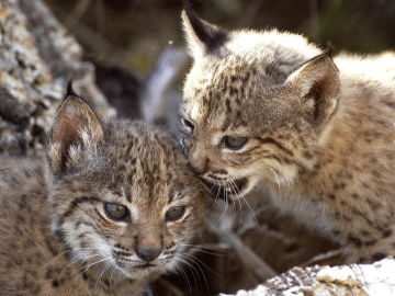 Dos cachorros de lince ibérico nacidos en cautividad