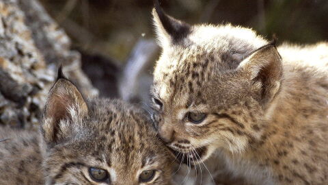 Dos cachorros de lince ib&eacute;rico nacidos en cautividad