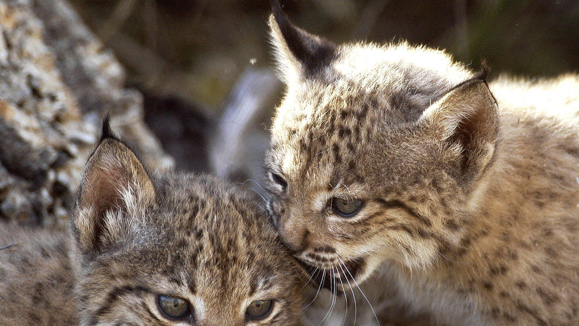 Dos cachorros de lince ibérico nacidos en cautividad
