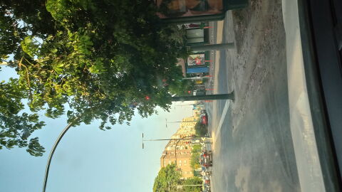 Una señal de trafico y un Semáforo están tapados por un arbol en Plaza Emilio Diez de Revenga en la ciudad de Murcia.