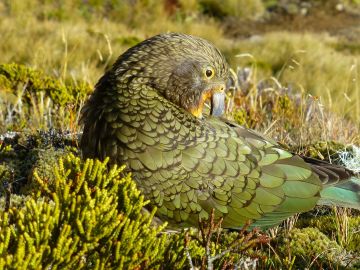 Un ejemplar de kea, especie oriunda de Nueva Zelanda