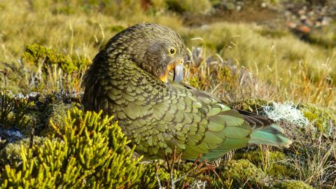 Un ejemplar de kea, especie oriunda de Nueva Zelanda Un ejemplar de kea, especie oriunda de Nueva Zelanda