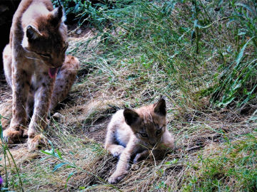 Cria de lince boreal y su madre