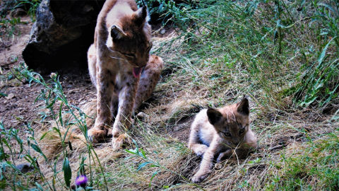 Cria de lince boreal y su madre Cria de lince boreal y su madre