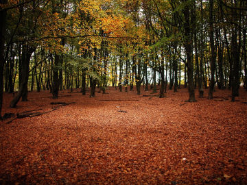 Bosque en otoño