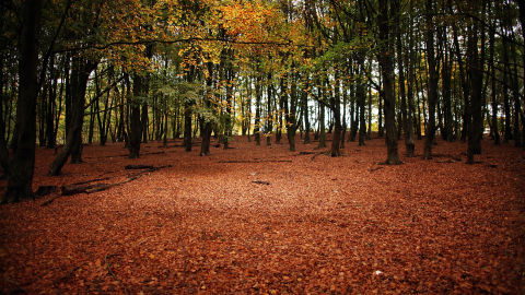Bosque en oto&ntilde;o