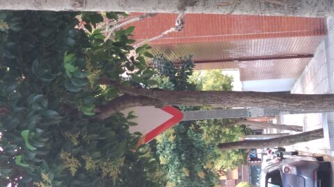 En la calle Cantarranas en León capital nos encontramos con esta señal que al estar tapada por el árbol no se ve para acceder al cruce que hay posteriormente